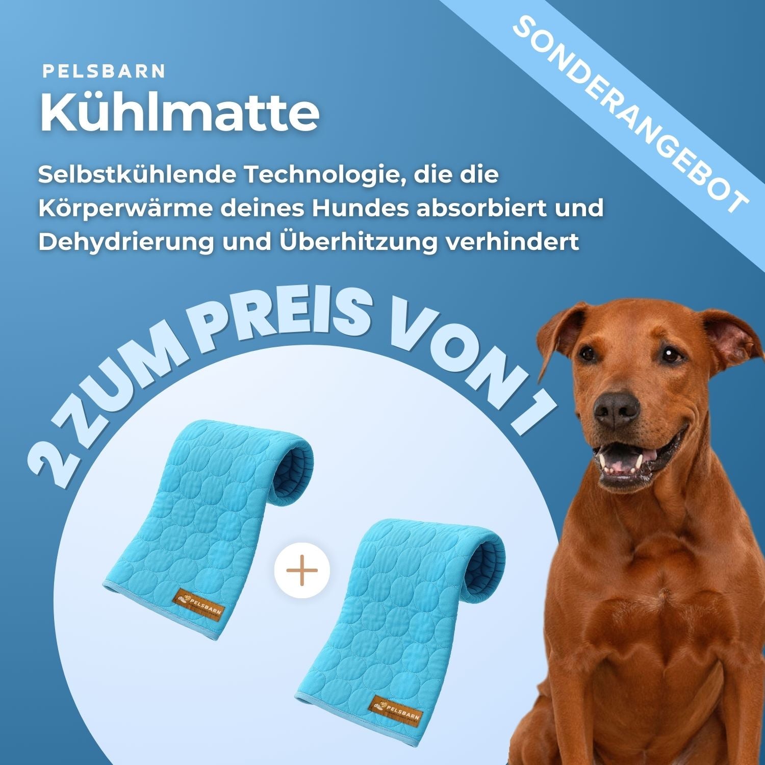The Cooling Pet Bed That Helps Dogs Stay Comfortable All Summer