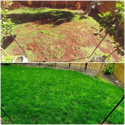 2026 Evergreen Dwarf Grass Seed for Four Seasons| Durable, Vibrant Green All Year (No Mowing Required)