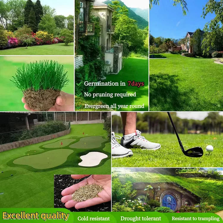 2026 Evergreen Dwarf Grass Seed for Four Seasons| Durable, Vibrant Green All Year (No Mowing Required)