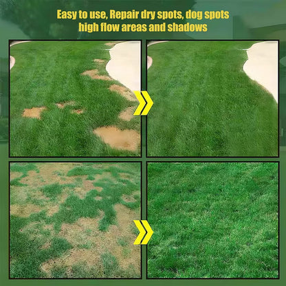 2026 Evergreen Dwarf Grass Seed for Four Seasons| Durable, Vibrant Green All Year (No Mowing Required)