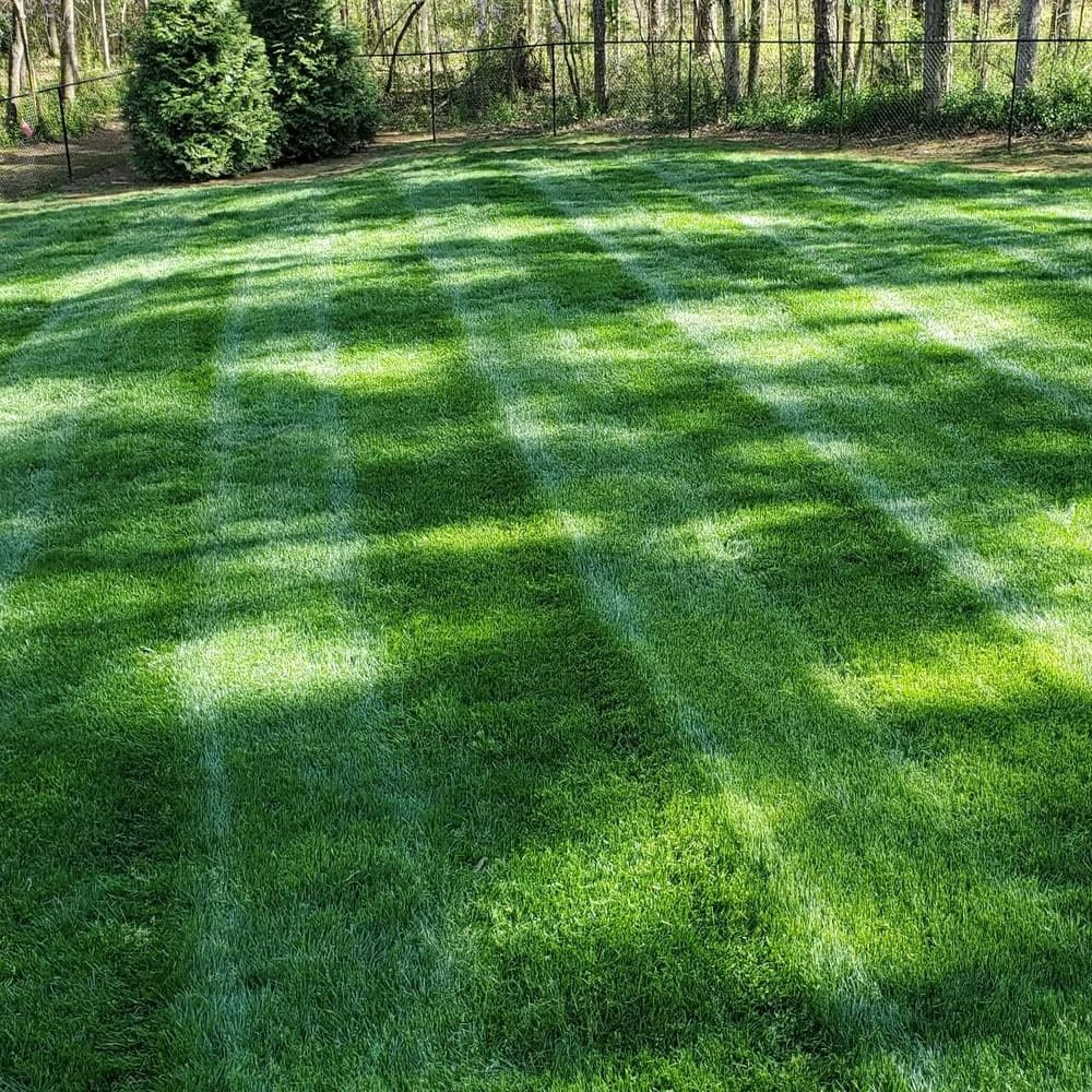 2026 Evergreen Dwarf Grass Seed for Four Seasons| Durable, Vibrant Green All Year (No Mowing Required)