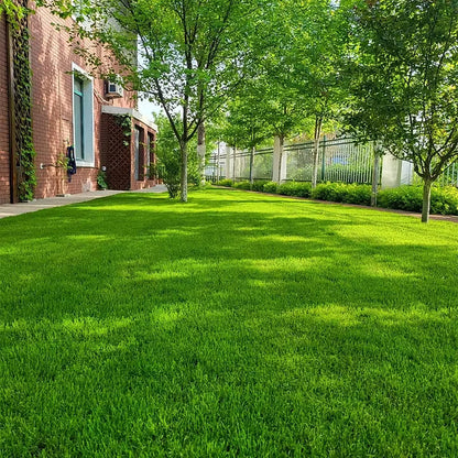 2026 Evergreen Dwarf Grass Seed for Four Seasons| Durable, Vibrant Green All Year (No Mowing Required)