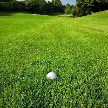 2026 Evergreen Dwarf Grass Seed for Four Seasons| Durable, Vibrant Green All Year (No Mowing Required)